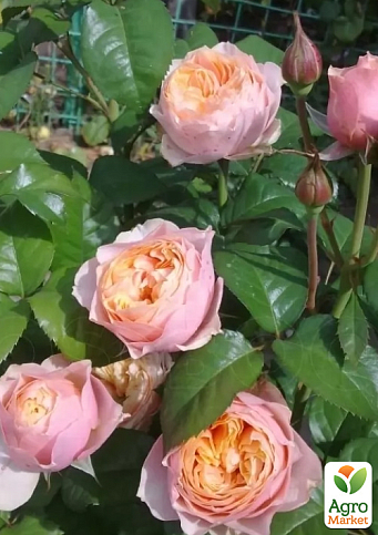 Роза штамбовая "Вувузела" (Vuvuzela) (саженец класса АА+)  - фото 3