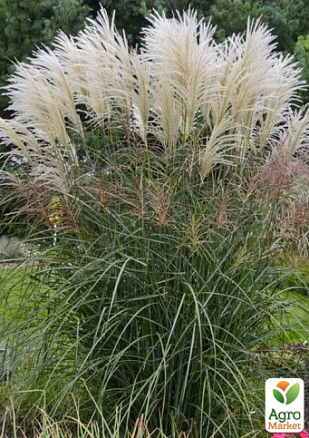 Міскантус китайський "Oligostachyus"