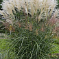 Мискантус китайский "Oligostachyus" 