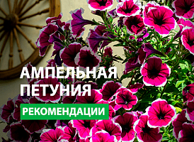 Як правильно посіяти ампельну петунію - корисні статті про садівництво від Agro-Market