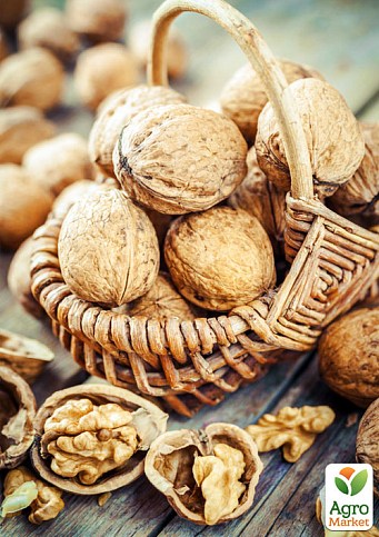 Грецкий орех привитой "Chandler" (селекция США среднеспелый срок созревания) - фото 5