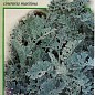 Цинерарія приморська "Срібна пил" ТМ "Вассма" 0,1г