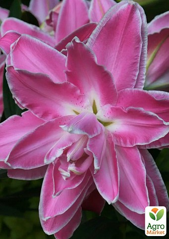 Лилия Махровая "Lotus Wonder" 