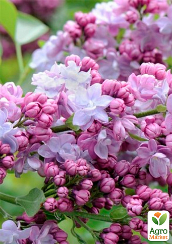 Бузок махровий інвітро "Maurice de Vilmorin" вазон С2