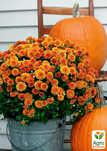 Хризантема мультифлора шарообразная "Milkshake Papaya" 