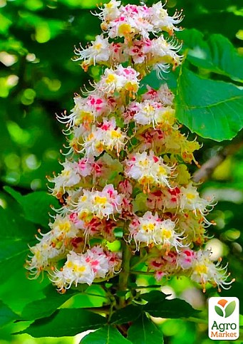 Каштан конский "Aesculus" (красивоцветущее дерево)