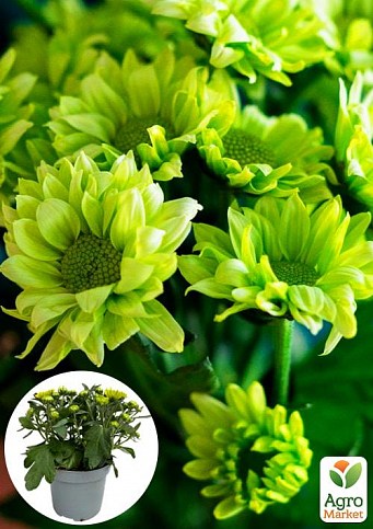 Хризантема "Classic Green" (Нидерланды)