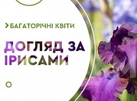 Як доглядати за бородатими ірисами навесні - корисні статті про садівництво від Agro-Market