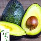 Авокадо (Персея Американська)