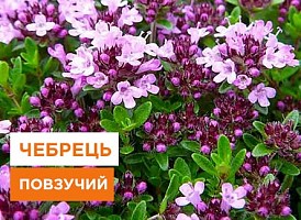 Вирощування чебрецю повзучого в саду - корисні статті про садівництво від Agro-Market