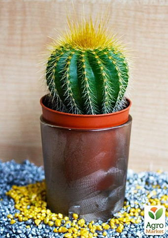 Кактус "Нотокактус" (Notocactus werdermannianus) (Нідерланди)