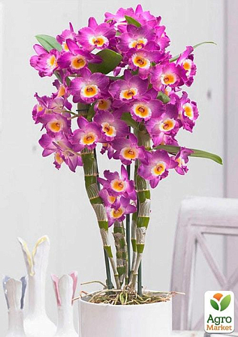 Дендробіум благородний (Dendrobium nobile) "Pink"