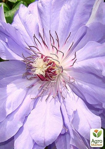 Клематис "Teshio" (повторноцветущий сорт) - фото 5