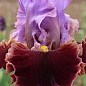 Ирис бородатый крупноцветковый "Gem Trader"  