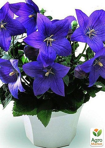 Ширококолокольчик (platycodon) "Grandiflorus Mariesii"