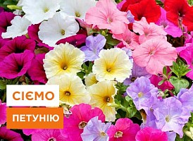 Посів насіння петунії у лютому: секрети успішного початку - корисні статті про садівництво від Agro-Market