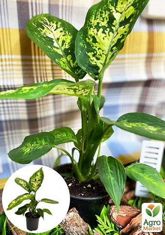 Дифенбахія (Dieffenbachia) "Compacta"