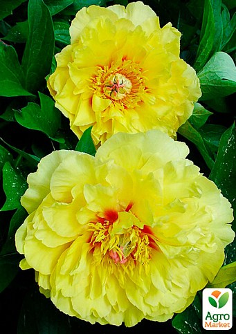 Півонія ІТО "Yellow Heaven" 1шт в упаковці