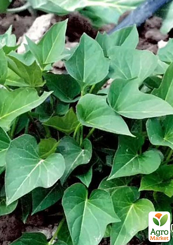 Батат "Mohan" (сладкий картофель) маточный клубень - фото 2