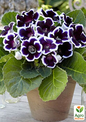 Глоксиния "Аванти F1" синяя с ободком ТМ "Vesna Select" 5шт