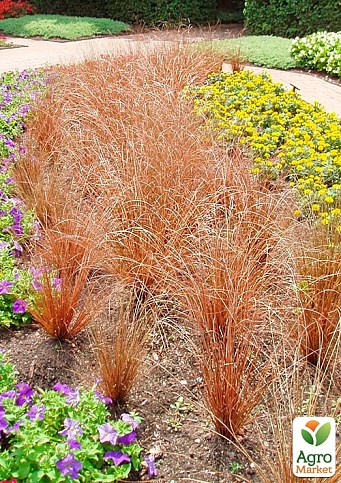 Осока Буханана "Red Rooster" вазон С2, высота 15-30см - фото 3
