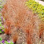 Осока Буханана "Red Rooster" вазон С2, высота 15-30см цена