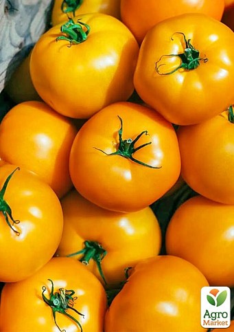 Томат "Нуксі F1" (KS 17) ТМ "Kitano Seeds" 500шт