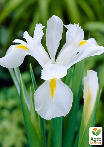 Ирис голландский "Hollandica White Dream 1003" 5шт в упаковке