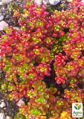 Очиток "Орегонський" (Sedum oreganum)
