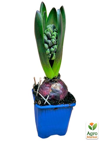 Гиацинт "Aqua" - фото 2