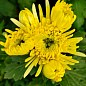 Хризантема кустовая среднецветковая "Hermosa Yellow" 