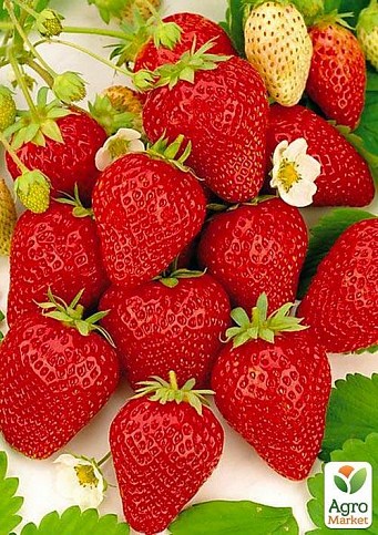 Клубника "Шарлота" 5шт (ремонтантный сорт) 