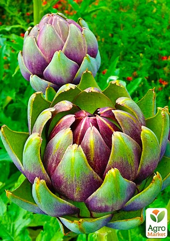 Артишок "Alla Romana" - фото 3