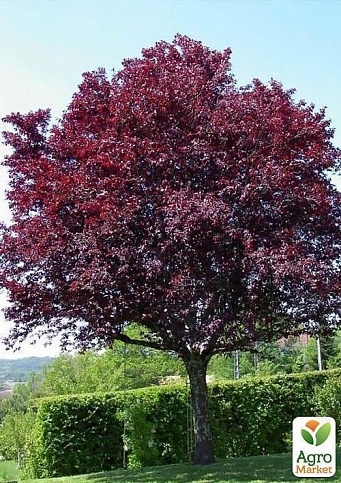 Сакура червонолистна «Роял Бургунді» (Royal Burgundy) висота 100см - фото 4