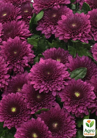Хризантема мультифлора шарообразная "Sorini Mauve" 