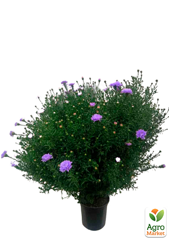 Астра ново-бельгийская "Marie Ballard" (С1,5 высота 20-30см) - фото 2