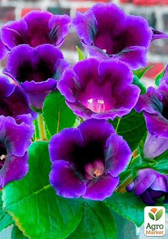 Глоксінія "Violacea" висота 20см - фото 2