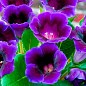 Глоксінія "Violacea" висота 20см купить