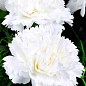 Гвоздика Махровая "Super Trouper Whitney" (контейнер № 10, высота 10 см)