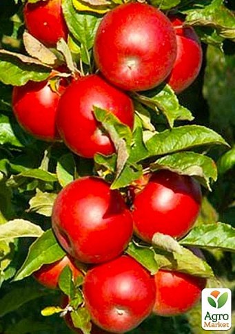 Яблоня "Айдаред" (зимний сорт, поздний срок созревания)