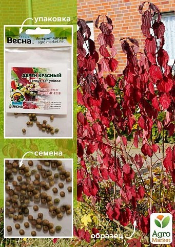 Дерен червоний (Зипер) ТМ "Весна" 1г