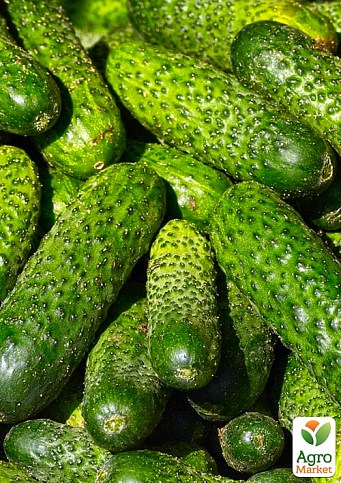 Огурец "Удалец" ТМ "Vesna Select" 0.5г