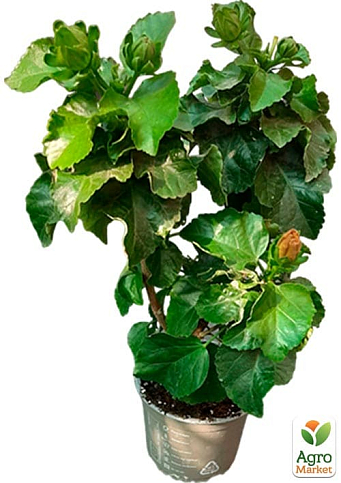 Гибискус комнатный "Boreas Yellow"  - фото 2