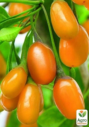 Годжи желтый AMBER SWEET GOJI 