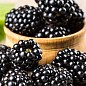 Ежевика ранняя ремонтантная "Блэк Мэджик" (Black Magic)