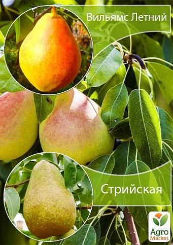 Дерево-сад Груша "Стрийская+Вильямс Летний" 