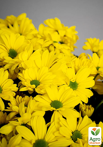 Хризантема кущова середньоквіткова "Jackson Sunny"