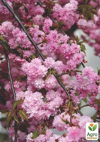 Сакура на штамбе "Кику шидаре" (Kiku-shidare) - фото 3