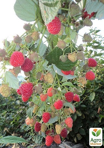 Малина "Маравилла" - фото 3