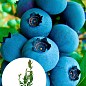 Голубика (черника садовая) "Река" (ранний срок созревания, один из самых популярных сортов)
